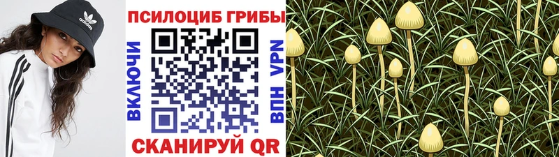 купить   Мензелинск  Псилоцибиновые грибы GOLDEN TEACHER 